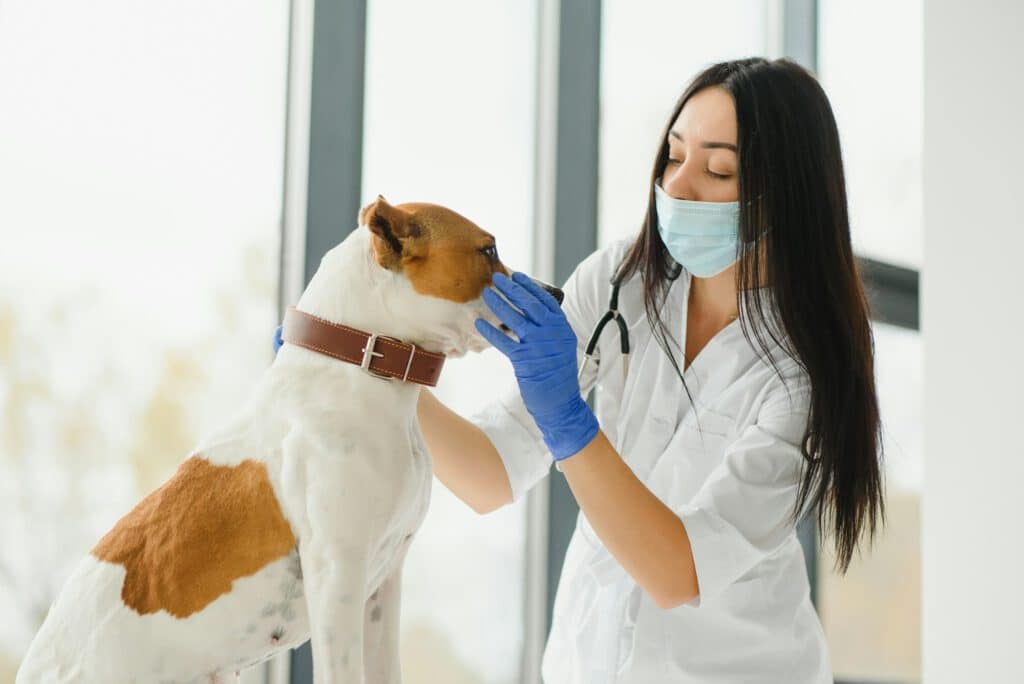 Veterinarian examining dog. Vet and animal concept.